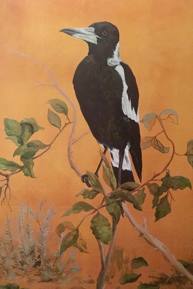 An Australian magpie perched on a gum branch against a warm ochre ground, painted with careful naturalism in the leaves and the black and white plumage.